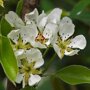 Perenboom 'Conference' bloesem